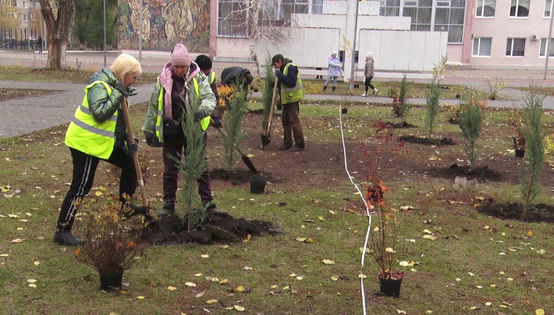 Многолетние липы и рябины украсят сквер Кассиля в Энгельсе